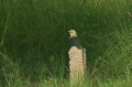 Blue-bellied Roller